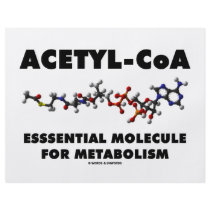 Acetyl-CoA Essential Molecule For Metabolism