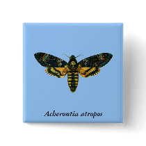 Acherontia atropos