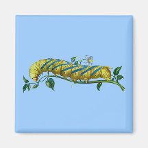 Acherontia atropos caterpillar fridge magnets
