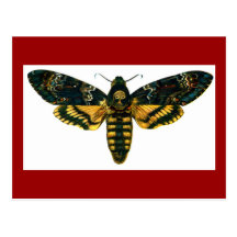 Acherontia atropos post card