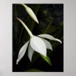 Acidenthera Print