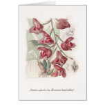 Acineta superba (as Peristeria humboldtii) Greeting Cards