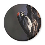 Acorn Woodpecker Magnet