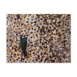 Acorn Woodpecker Postcards
