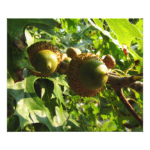 Acorns on an Oak Branch Photograph