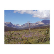 Across The Field Scenic Postcard