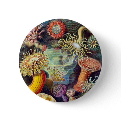 Actiniae illustration painting Germa Ernst Haeckel Pinback Button by VintageArtPosters