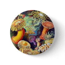 Actiniae (Sea Anemones), Ernst Haeckel Pinback Button