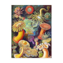 Actiniae (Sea Anemones), Ernst Haeckel Post Cards