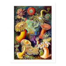 Actiniae (Sea Anemones), Ernst Haeckel Postcards