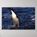 Ad?lie Penguin Emerging From Icy Sea Posters