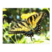 AD- Yellow Swallowtail Butterfly Postcard