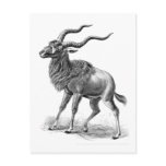 Addax Post Cards