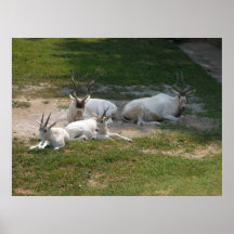 Addax With Young Print