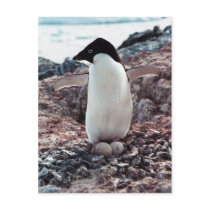 Adelie Penguin Nest Postcard