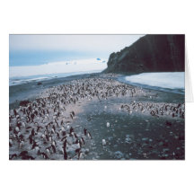 Adelie Penguins Greeting Card