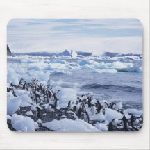 Adelie Penguins Pygoscelis adeliae) among the Mouse Pad