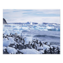 Adelie Penguins Pygoscelis adeliae) among the Photo