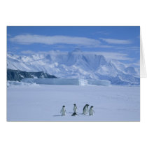 Adelie Penguins, Pygoscelis adeliae),