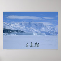 Adelie Penguins, Pygoscelis adeliae),
