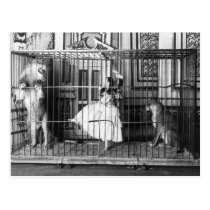 Adgie and Her Trained Lions 1897 postcards