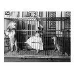 Adgie et elle ont formé les lions 1897 cartes postales