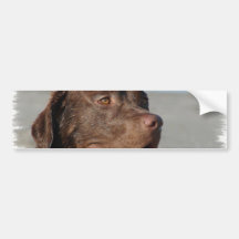 Adhésif pour pare-chocs de labrador retriever de c autocollants pour voiture