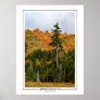 Adirondack Forest Poster
