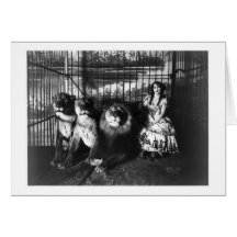 Adjie and the Lions 1899 Greeting Cards