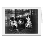 Adjie et les lions 1899 cartes de vœux
