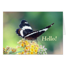 Admiral Butterfly Greeting Card