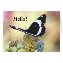 Admiral Butterfly Greeting Card