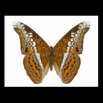 Admiral Butterfly postcards