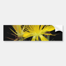 Adonis Blazing Star Bumper Stickers