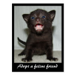 Adopt a Feline Friend Postcard
