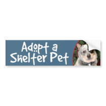 Adopt a Shelter Pet Australian Cattle Dog