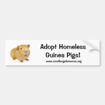 Adopt Homeless Guinea Pigs! Bumper Stickers