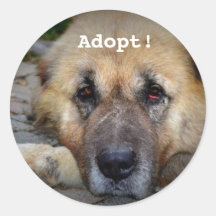 Adopt Round Sticker