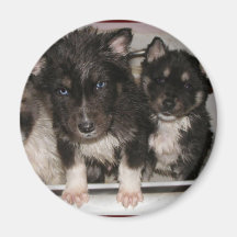 Adoptable  puppies Magnet #8