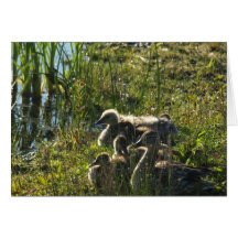 Adopted baby goose greeting cards
