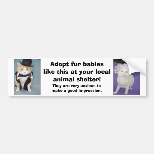 Adoptez les bébés de fourrure comme ceci à votre a adhésif pour voiture