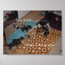 Adoptez un bébé d'abri ! affiche