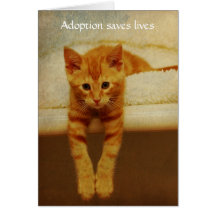 Adoption Save Lives Orange Kitten Notecard