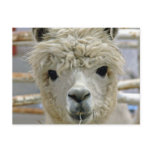 Adorable Alpaca Postcard
