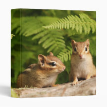 Adorable Baby Chipmunk Siblings 3 Ring Binder