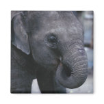 Adorable Baby Elephant Refrigerator Magnet
