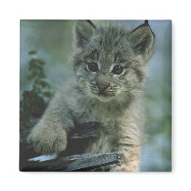 Adorable Baby Lynx Refrigerator Magnet