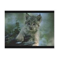 Adorable Baby Lynx Post Card