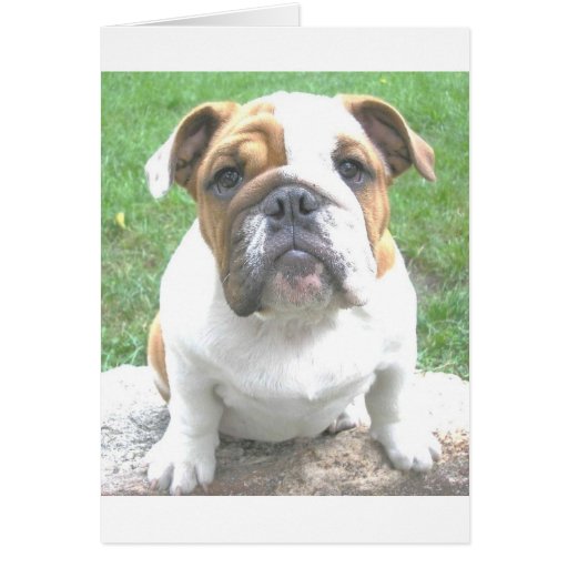 adorable bulldog puppy greeting cards