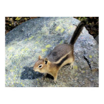 Adorable Chipmunk Wildlife Print posters